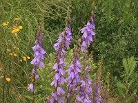 Campanula rapunculoides 13, Akkerklokje, Saxifraga-Rutger Barendse