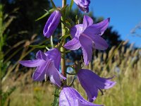 Campanula rapunculoides 14, Akkerklokje, Saxifraga-Ed Stikvoort