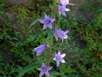 Campanula rapunculoides 15, Akkerklokje, Saxifraga-Ed Stikvoort