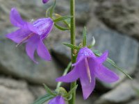 Campanula rapunculoides 16, Akkerklokje, Saxifraga-Ed Stikvoort