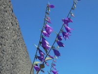 Campanula rapunculoides 17, Akkerklokje, Saxifraga-Ed Stikvoort