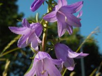 Campanula rapunculoides 18, Akkerklokje, Saxifraga-Ed Stikvoort