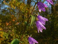 Campanula rapunculoides 19, Akkerklokje, Saxifraga-Ed Stikvoort