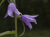 Campanula rapunculoides 2, Akkerklokje, Saxifraga-Jan van der Straaten