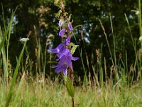 Campanula rapunculoides 20, Akkerklokje, Saxifraga-Ed Stikvoort