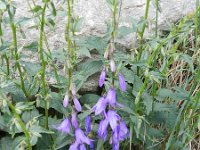 Campanula rapunculoides 22, Akkerklokje, Saxifraga-Rutger Barendse