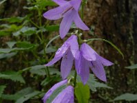 Campanula rapunculoides 23, Akkerklokje, Saxifraga-Ed Stikvoort