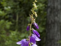 Campanula rapunculoides 3, Akkerklokje, Saxifraga-Jan van der Straaten