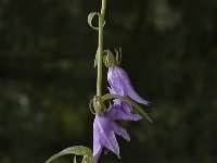 Campanula rapunculoides 4, Akkerklokje, Saxifraga-Jan van der Straaten