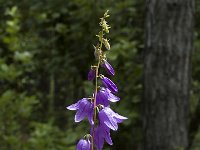 Campanula rapunculoides 5, Akkerklokje, Saxifraga-Jan van der Straaten