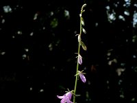 Campanula rapunculoides 6, Akkerklokje, Saxifraga-Jan van der Straaten