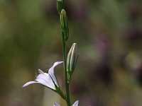 Campanula rapunculoides 7, Akkerklokje, Saxifraga-Dirk Hilbers