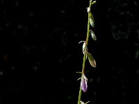 Campanula rapunculoides 8, Akkerklokje, Saxifraga-Marijke Verhagen