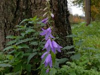 Campanula rapunculoides 9, Akkerklokje, Saxifraga-Ed Stikvoort