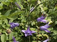 Campanula rapunculus 69, Rapunzelklokje, Saxifraga-Willem van Kruijsbergen