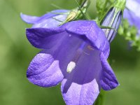 Campanula rotundifolia 57, Grasklokje, Saxifraga-Sonja Bouwman  Grasklokje - Campanula rotundifolia