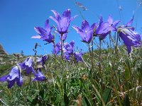 Campanula saxifraga ssp aucheri 1, Saxifraga-Ed Stikvoort