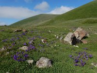 Campanula saxifraga ssp aucheri 10, Saxifraga-Ed Stikvoort