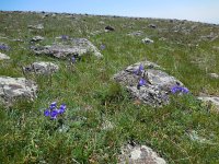 Campanula saxifraga ssp aucheri 7, Saxifraga-Ed Stikvoort