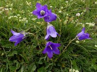 Campanula saxifraga ssp aucheri 9, Saxifraga-Ed Stikvoort