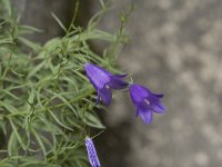 Campanula scheuchzeri 22, Saxifraga-Willem van Kruijsbergen