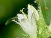 Campanula thyrsoides