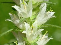 Campanula thyroides 30, Saxifraga-Sonja Bouwman  Campanula thyroides - Campanulaceae familie