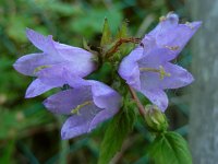 Campanula trachelium 33, Ruig klokje, Saxifraga-Ed Stikvoort