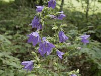 Campanula trachelium 42, Ruig klokje, Saxifraga-Willem van Kruijsbergen