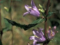 Campanula trachelium 46, Ruig klokje, Saxifraga-Jan van der Straaten (2)