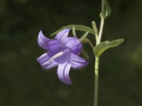 Campanula trachelium 1, Ruig klokje, Saxifraga-Jan van der Straaten