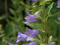 Campanula trachelium 10, Ruig klokje, Saxifraga-Jan van der Straaten