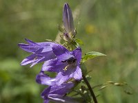 Campanula trachelium 11, Ruig klokje, Saxifraga-Willem van Kruijsbergen