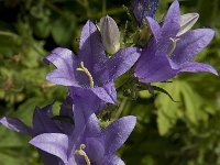 Campanula trachelium 12, Ruig Klokje, Saxifraga-Willem van Kruijsbergen