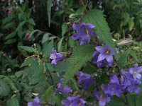 Campanula trachelium 14, Ruig klokje, Saxifraga-Rutger Barendse