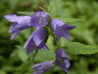 Campanula trachelium 15, Ruig klokje, Saxifraga-Willem van Kruijsbergen