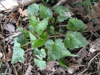 Campanula trachelium 16, Ruig klokje, Saxifraga-Rutger Barendse