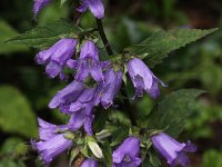 Campanula trachelium 17, Ruig klokje, Saxifraga-Peter Meininger