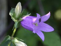 Campanula trachelium 18, Ruig klokje, Saxifraga-Peter Meininger