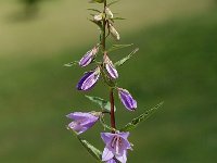 Campanula trachelium 2, Ruig klokje, Saxifraga-Marijke Verhagen