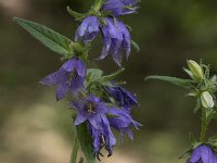 Campanula trachelium 22, Ruig klokje, Saxifraga-Willem van Kruijsbergen