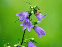 Campanula trachelium 23, Ruig klokje, Saxifraga-Bart Vastenhouw