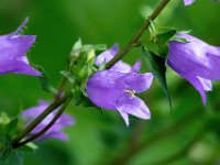 Campanula trachelium 25, Ruig klokje, Saxifraga-Bart Vastenhouw