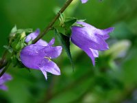 Campanula trachelium 26, Ruig klokje, Saxifraga-Bart Vastenhouw