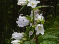 Campanula trachelium 29, Ruig klokje, Saxifraga-Ed Stikvoort