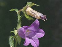 Campanula trachelium 3, Ruig klokje, Saxifraga-Jan van der Straaten