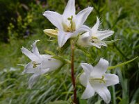 Campanula trachelium 30, Ruig klokje, Saxifraga-Ed Stikvoort