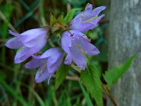 Campanula trachelium 32, Ruig klokje, Saxifraga-Ed Stikvoort