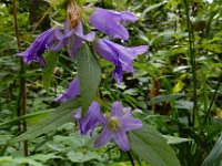 Campanula trachelium 36, Ruig klokje, Saxifraga-Ed Stikvoort