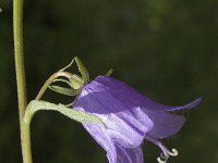 Campanula trachelium 4, Ruig klokje, Saxifraga-Jan van der Straaten